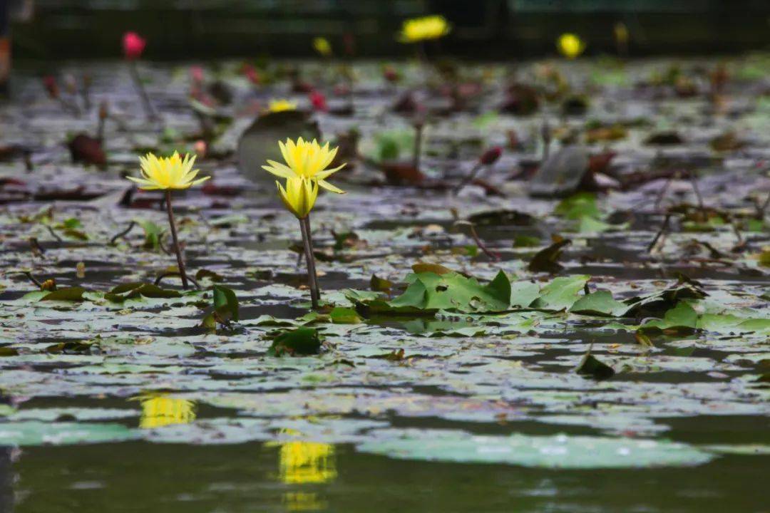惊艳！罕见双色睡莲“万维莎”在南沙湿地惊现绽放！