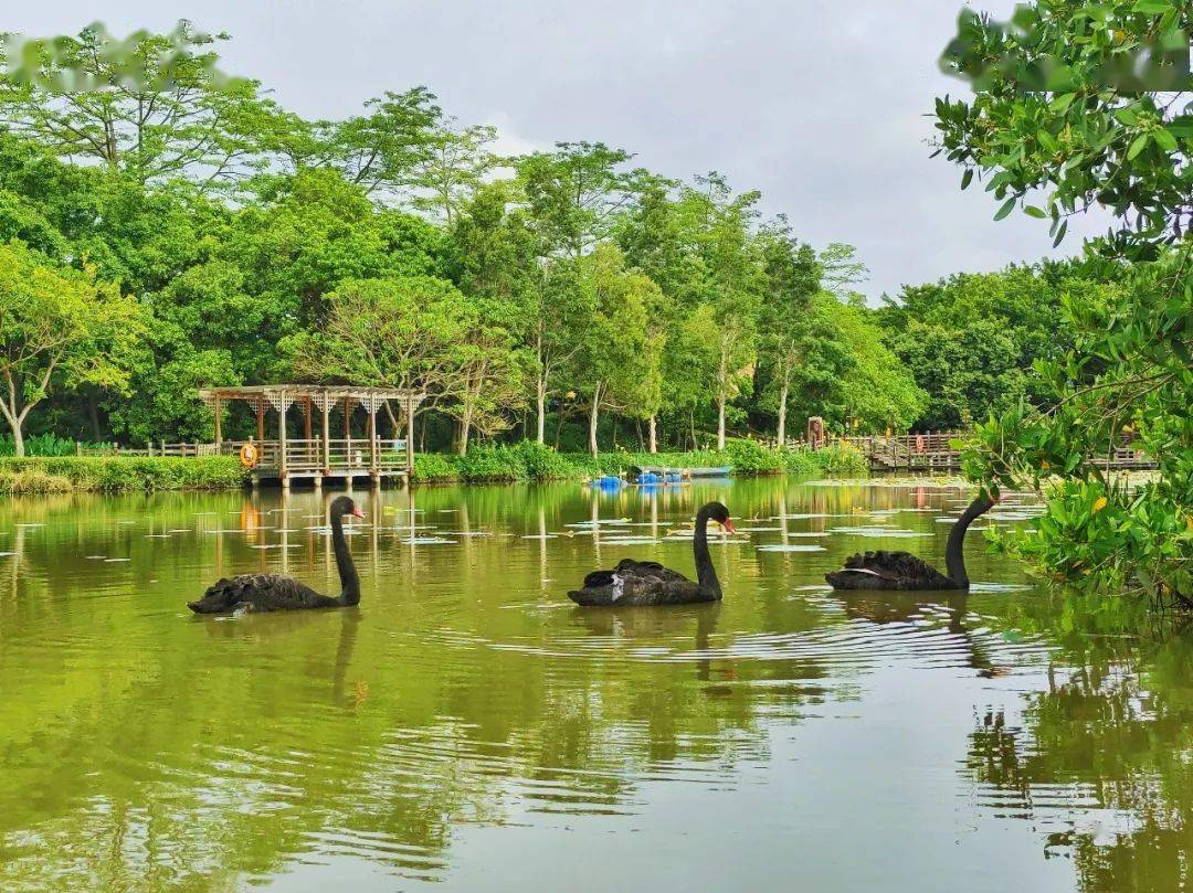 惊艳！罕见双色睡莲“万维莎”在南沙湿地惊现绽放！