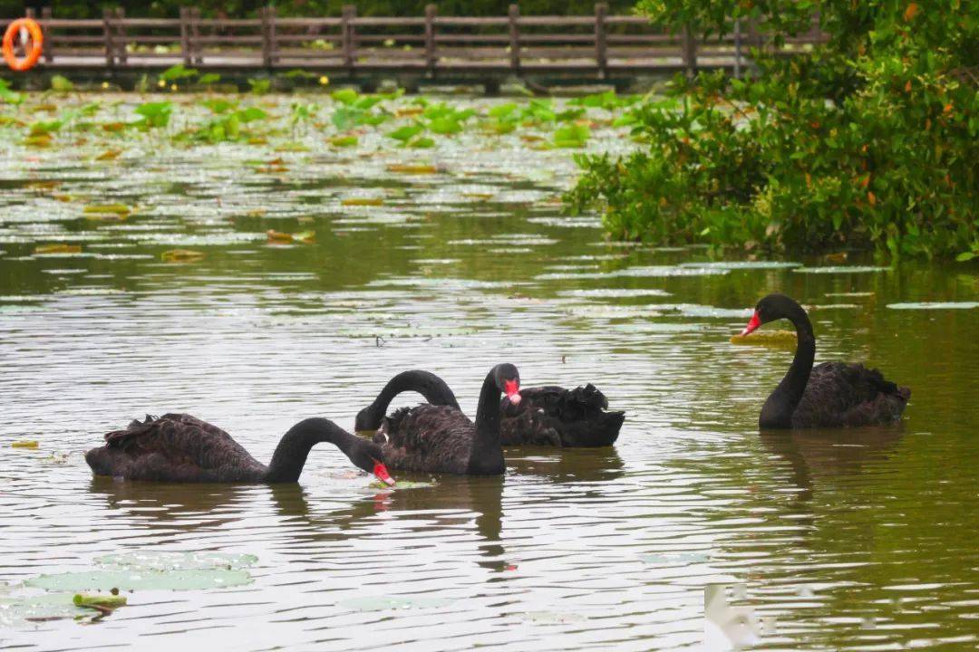 惊艳！罕见双色睡莲“万维莎”在南沙湿地惊现绽放！