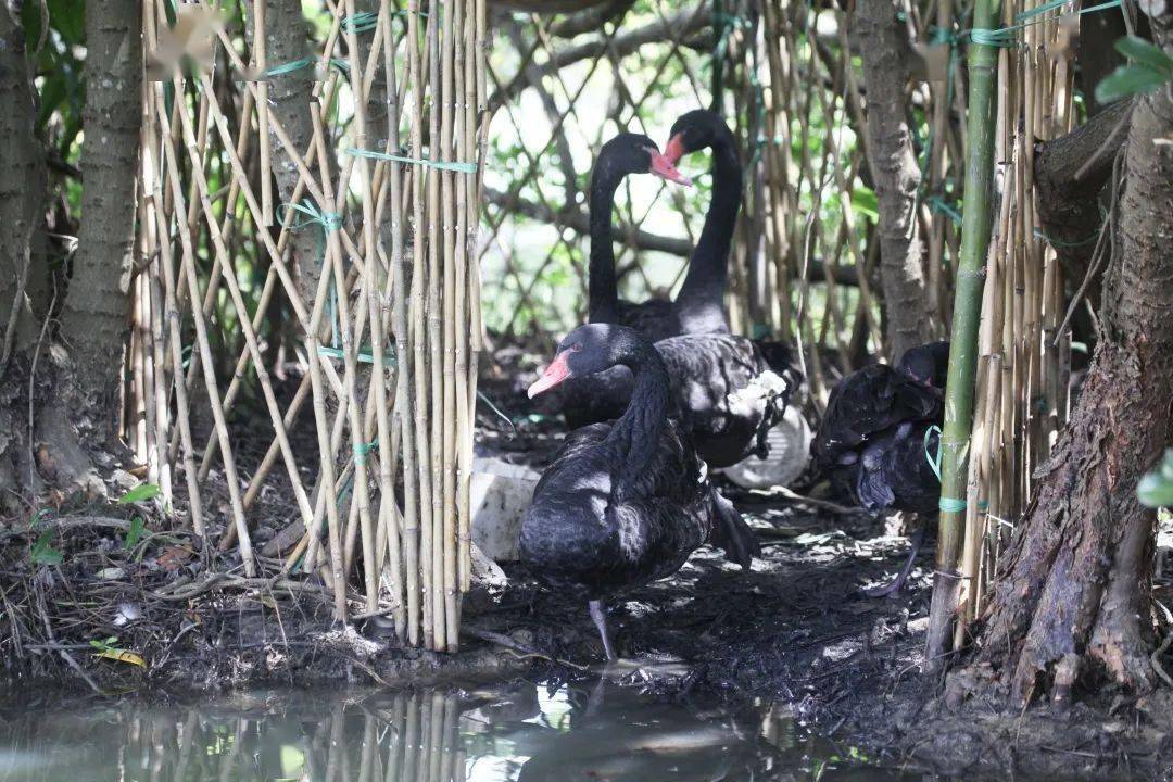 惊艳！罕见双色睡莲“万维莎”在南沙湿地惊现绽放！