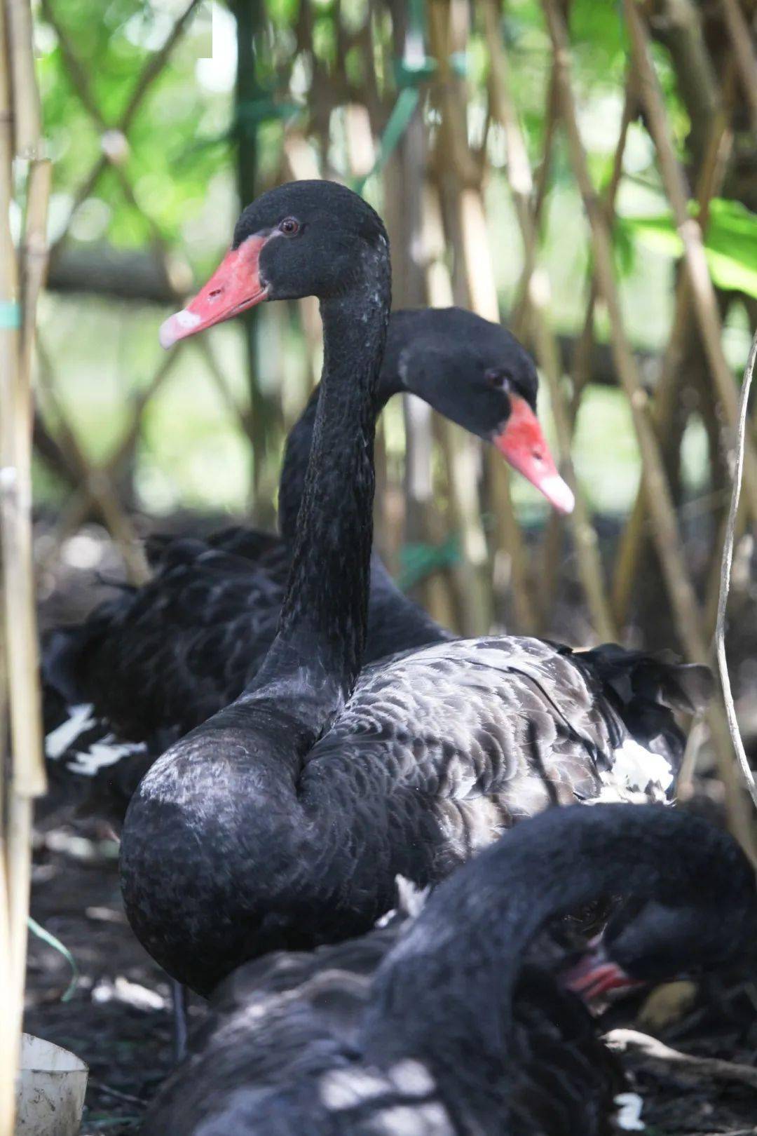 惊艳！罕见双色睡莲“万维莎”在南沙湿地惊现绽放！