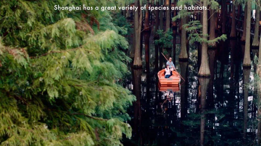 2024上海城市形象片《GO AND SEE SHANGHAI》国际版（英文版）正式发布！