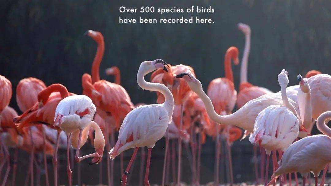 2024上海城市形象片《GO AND SEE SHANGHAI》国际版（英文版）正式发布！