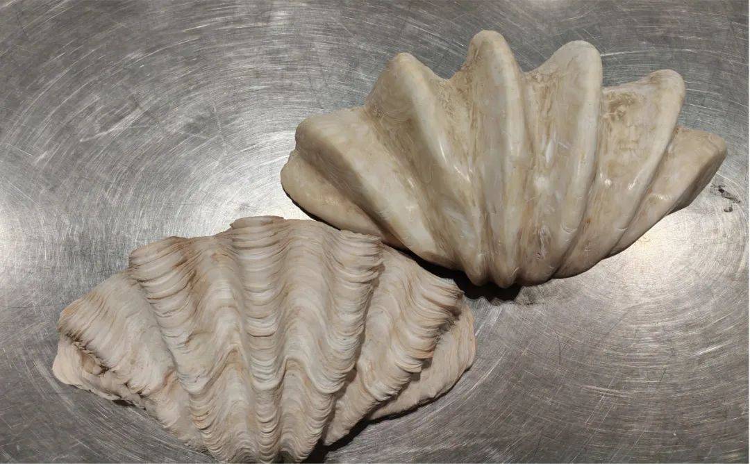 北京大兴机场海关查获砗磲2件，共7.838千克