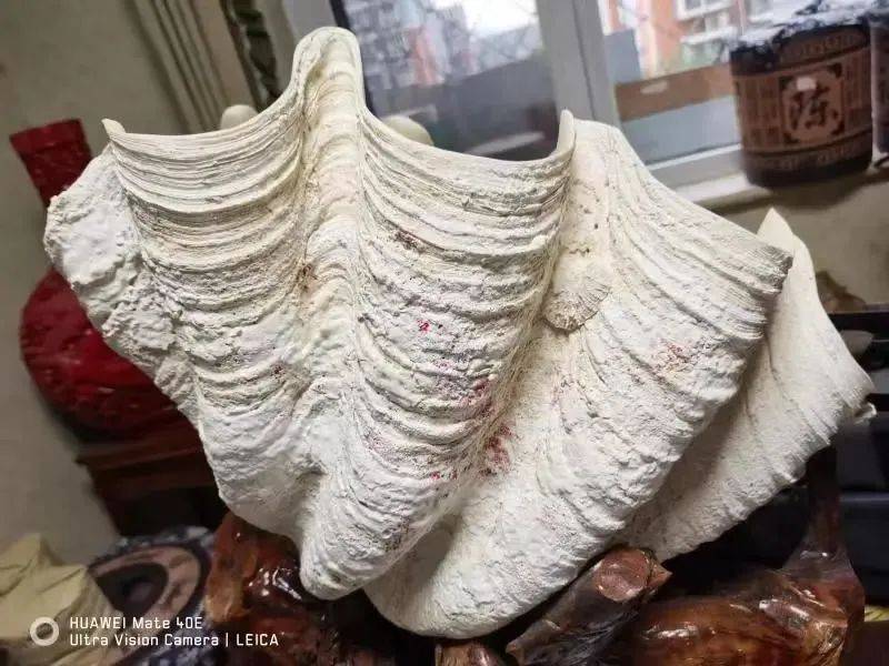 北京大兴机场海关查获砗磲2件，共7.838千克