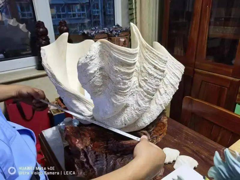 北京大兴机场海关查获砗磲2件，共7.838千克