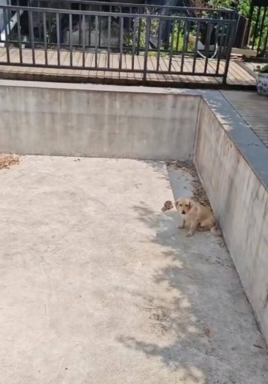 老鼠掉进泳池，广东大叔出动鸡猫狗团队，结果全被老鼠吓跑！网友坐不住纷纷晒战绩