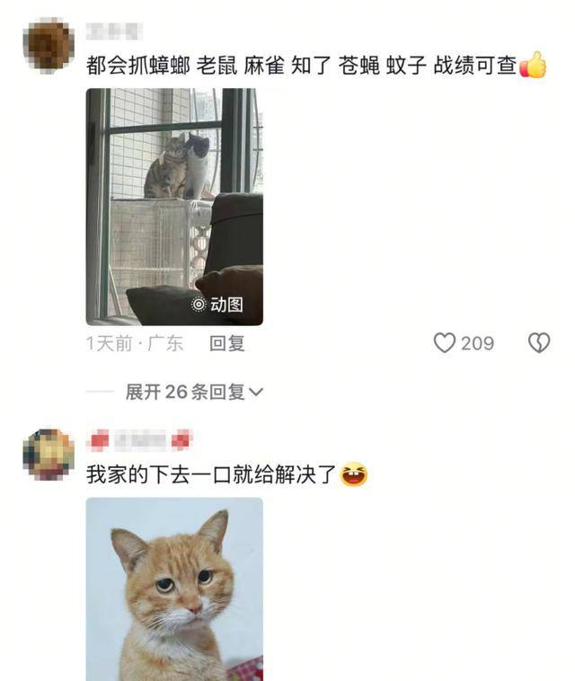 老鼠掉进泳池，广东大叔出动鸡猫狗团队，结果全被老鼠吓跑！网友坐不住纷纷晒战绩