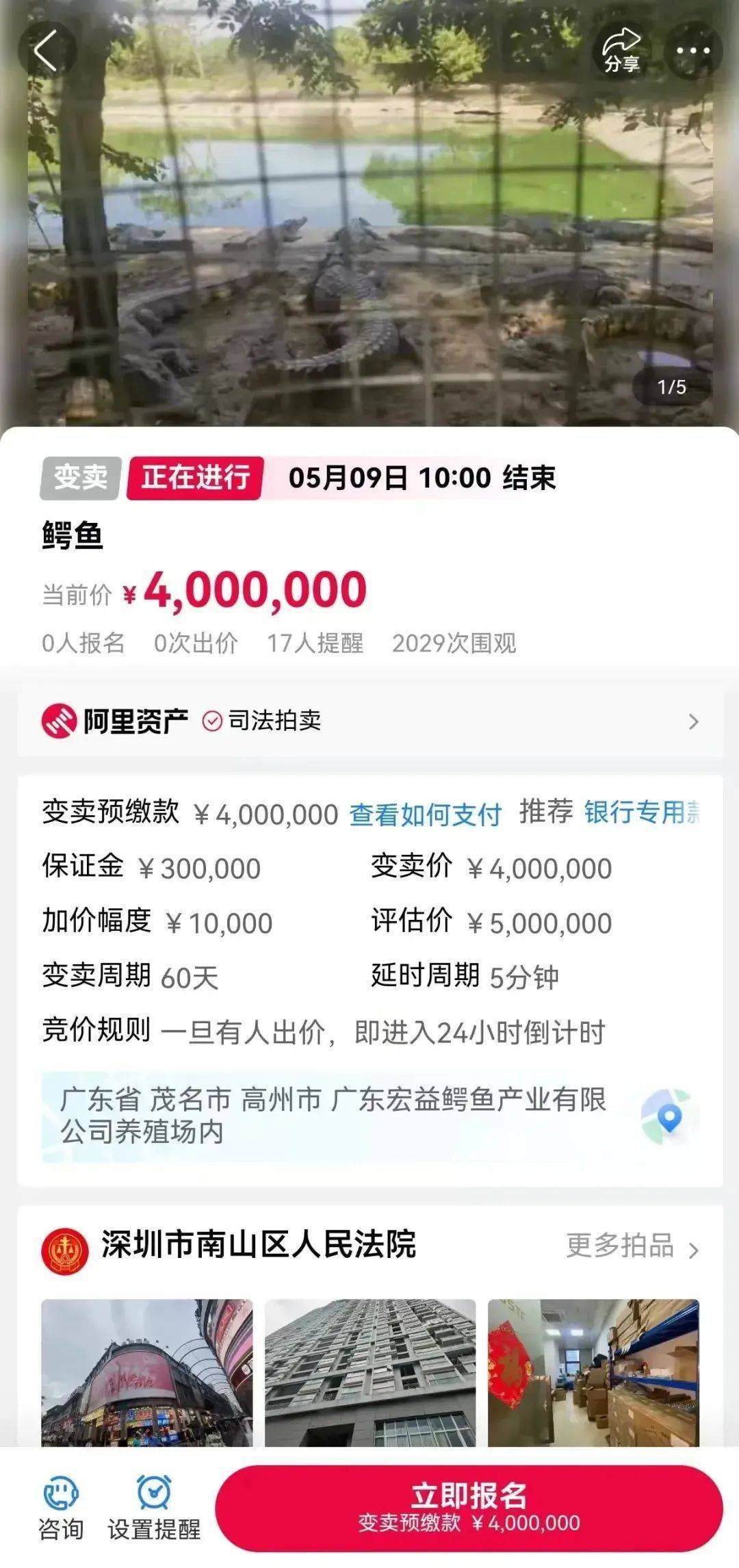 深圳一法院400万元起拍100吨活鳄鱼，需“上门提货”，变卖源自一起刑事案件