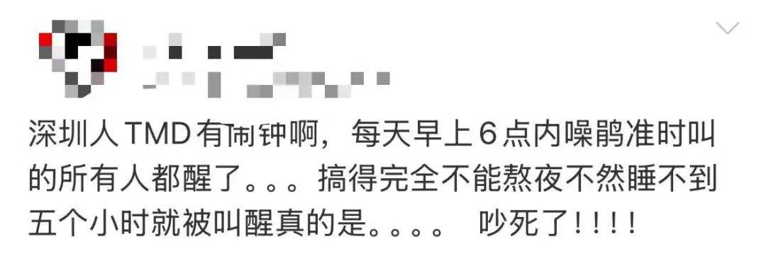“周末想睡个懒觉都不行”，有多少深圳人被这种鸟吵到神经衰弱