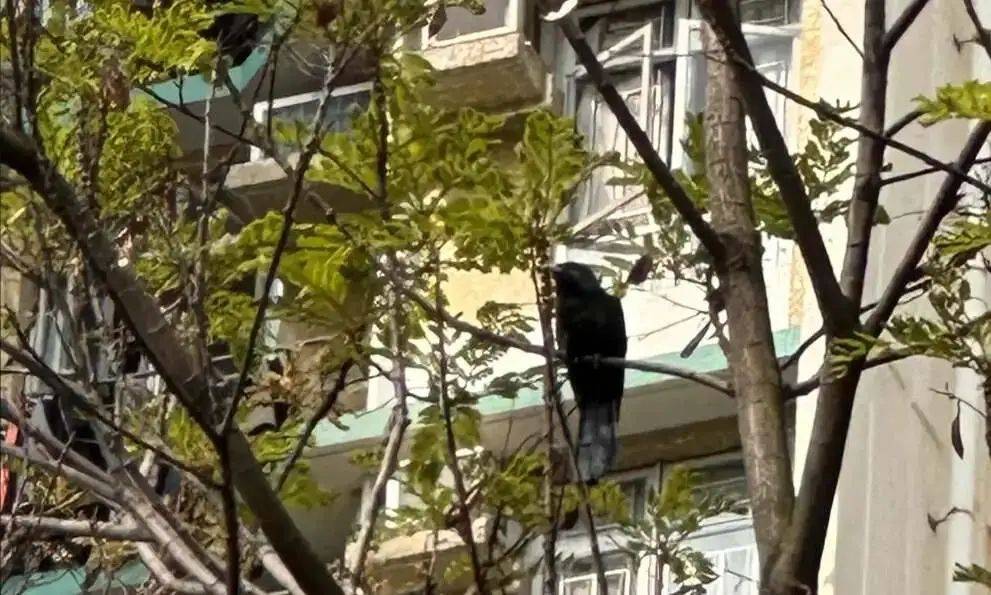 “周末想睡个懒觉都不行”，有多少深圳人被这种鸟吵到神经衰弱