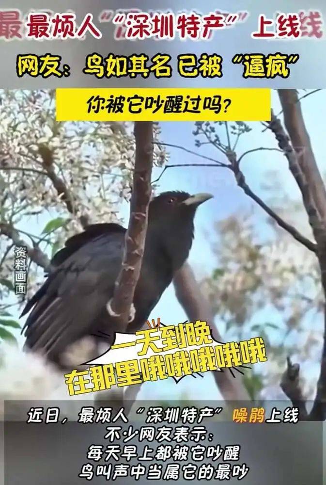 “周末想睡个懒觉都不行”，有多少深圳人被这种鸟吵到神经衰弱