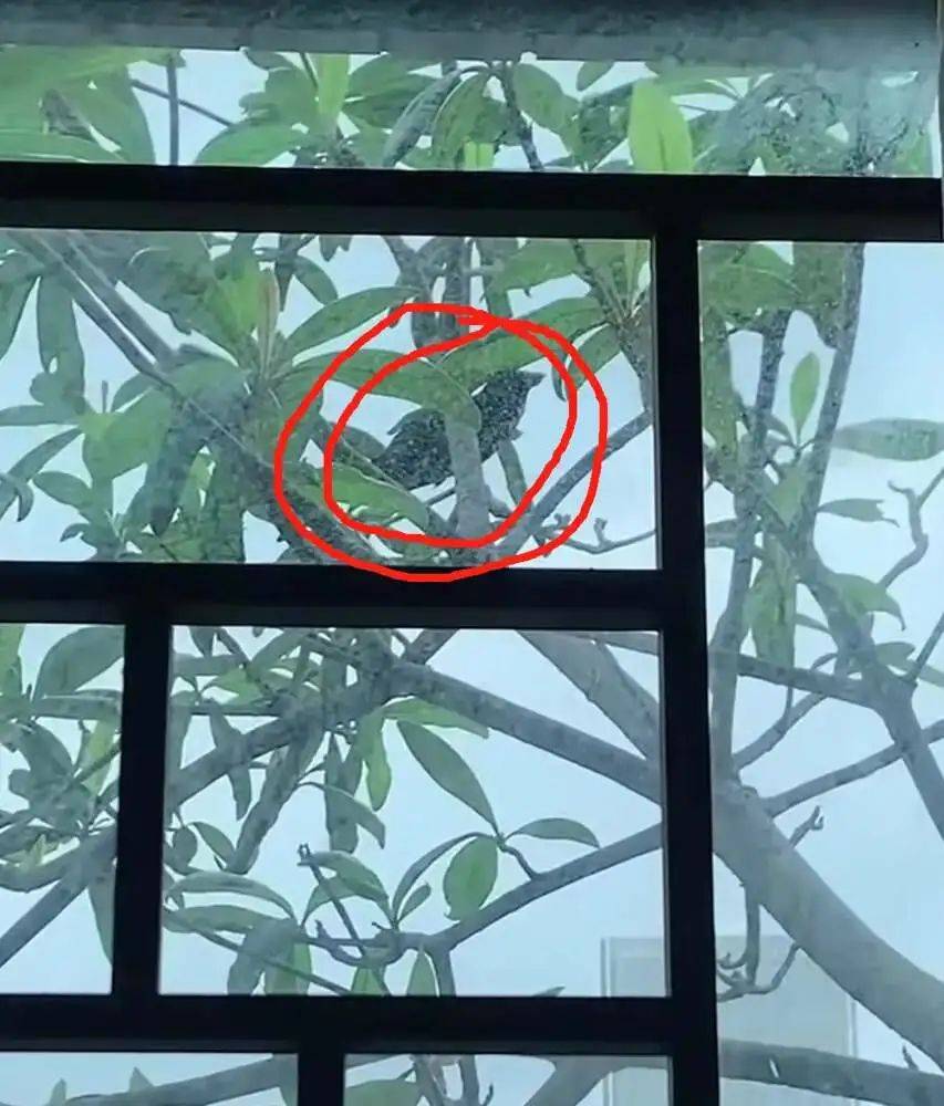 “周末想睡个懒觉都不行”，有多少深圳人被这种鸟吵到神经衰弱