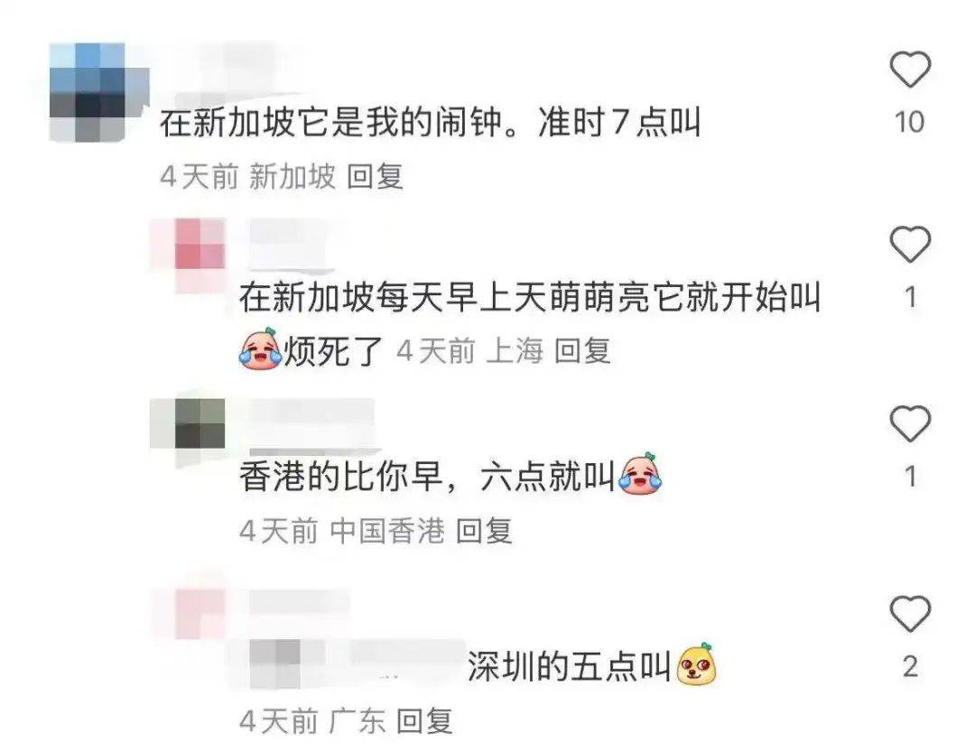 “周末想睡个懒觉都不行”，有多少深圳人被这种鸟吵到神经衰弱