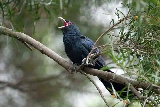 “周末想睡个懒觉都不行”，有多少深圳人被这种鸟吵到神经衰弱