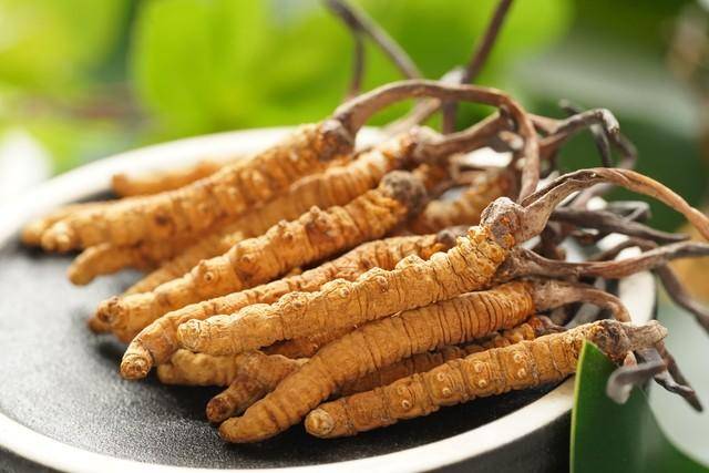 价值18万余元！男子在祁连山非法收购5632根冬虫夏草，构成危害国家重点保护植物罪获刑