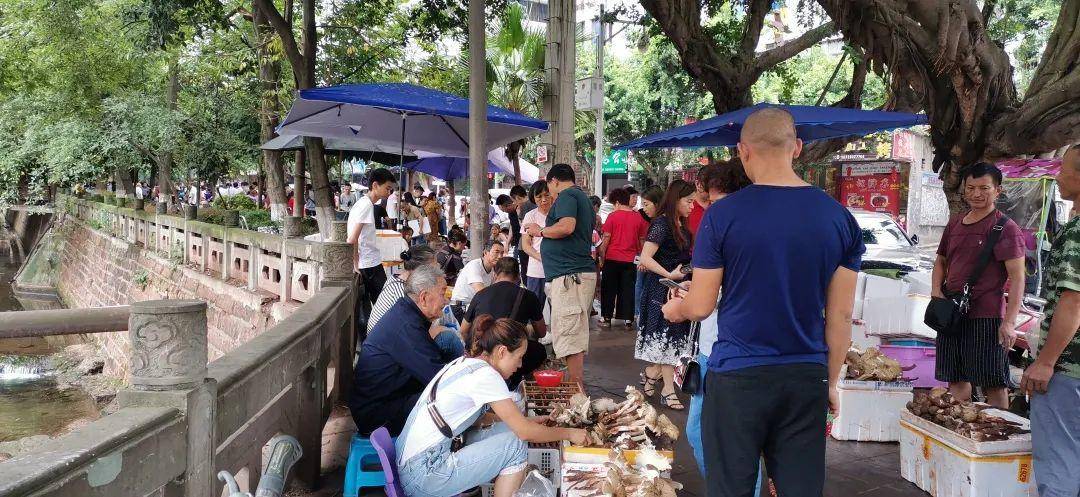 “天价”鸡枞调查：最贵卖到1800元/公斤！雨水少致产量低，多地价高客少