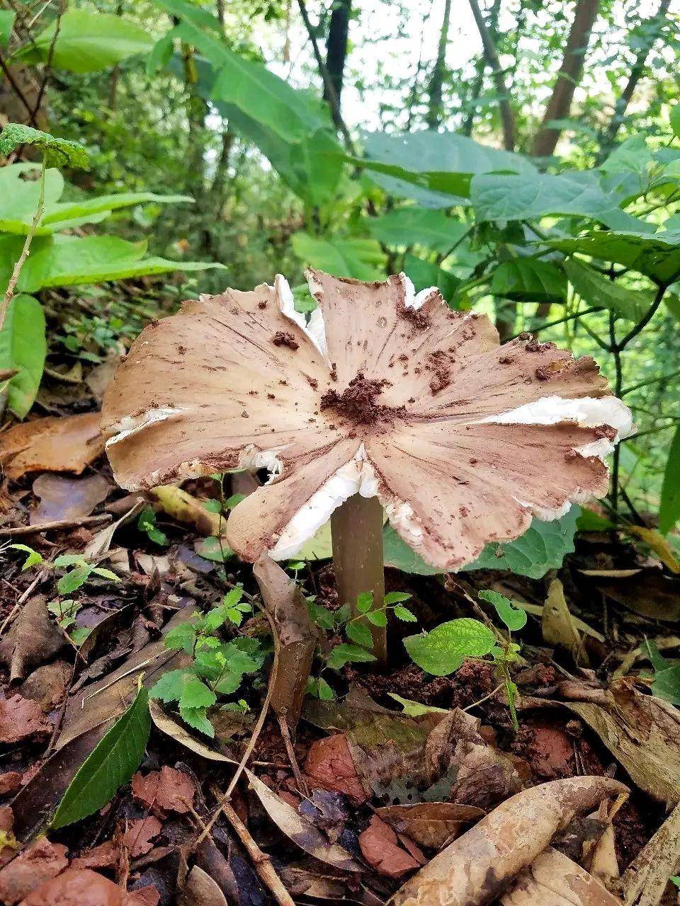 “天价”鸡枞调查：最贵卖到1800元/公斤！雨水少致产量低，多地价高客少