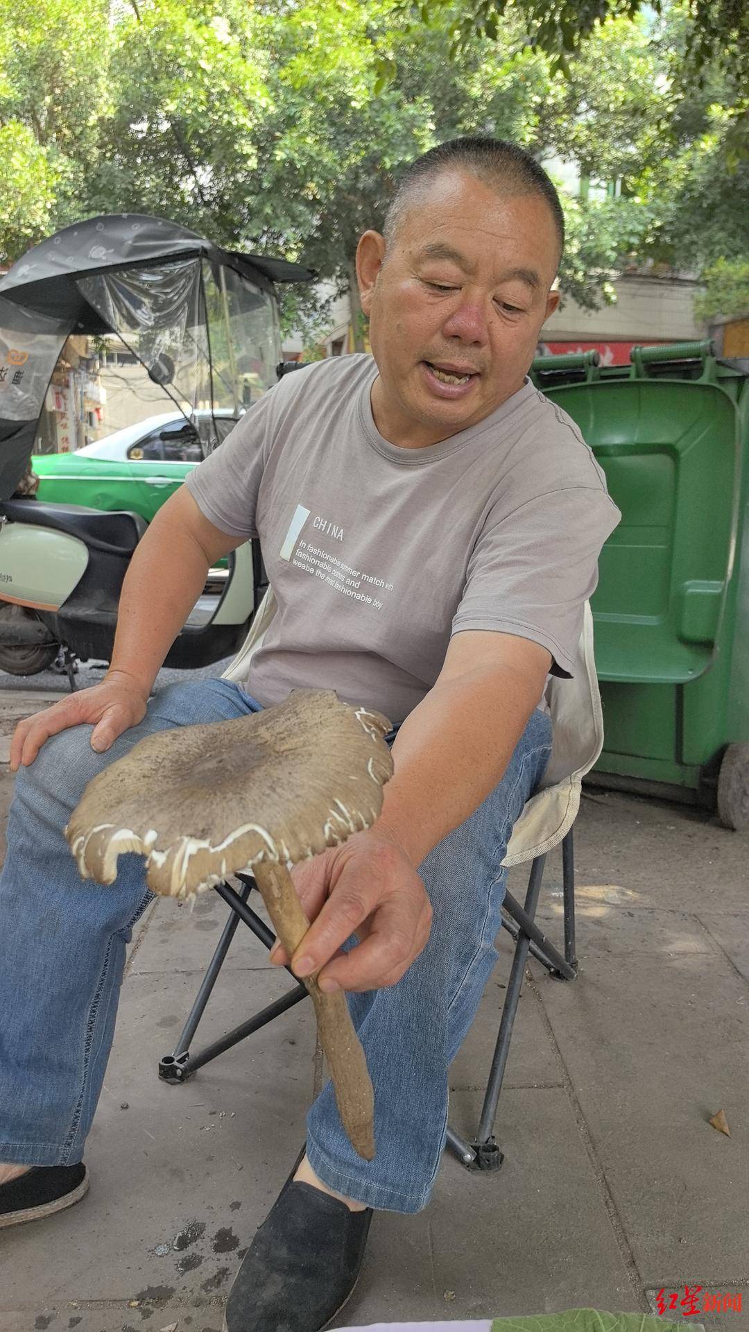 “天价”鸡枞调查：最贵卖到1800元/公斤！雨水少致产量低，多地价高客少