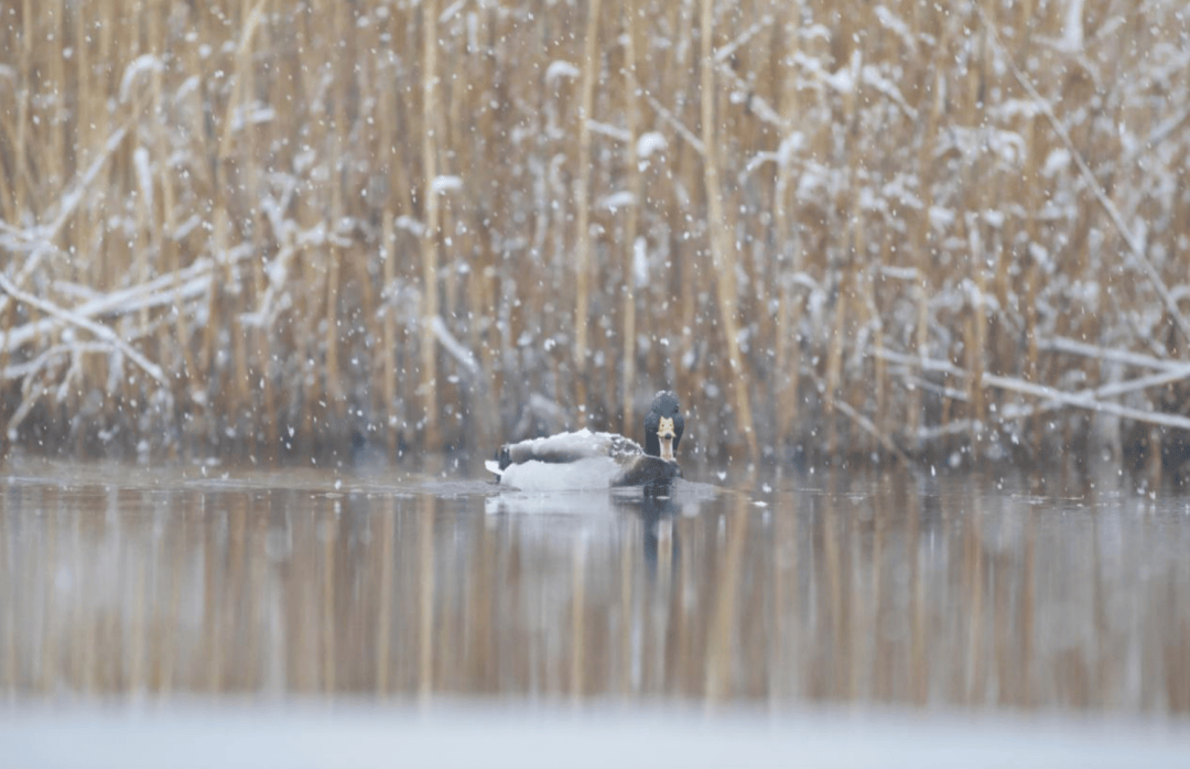张瑜：我们所居住的北京，是亲近自然的最佳场所