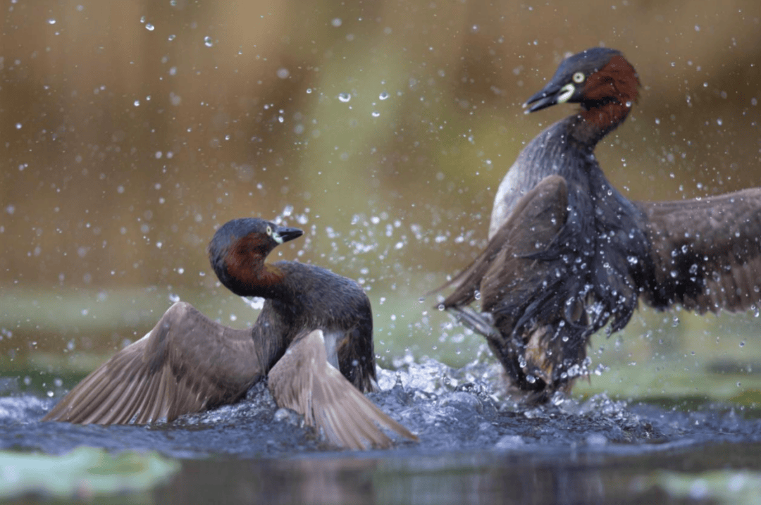 张瑜：我们所居住的北京，是亲近自然的最佳场所