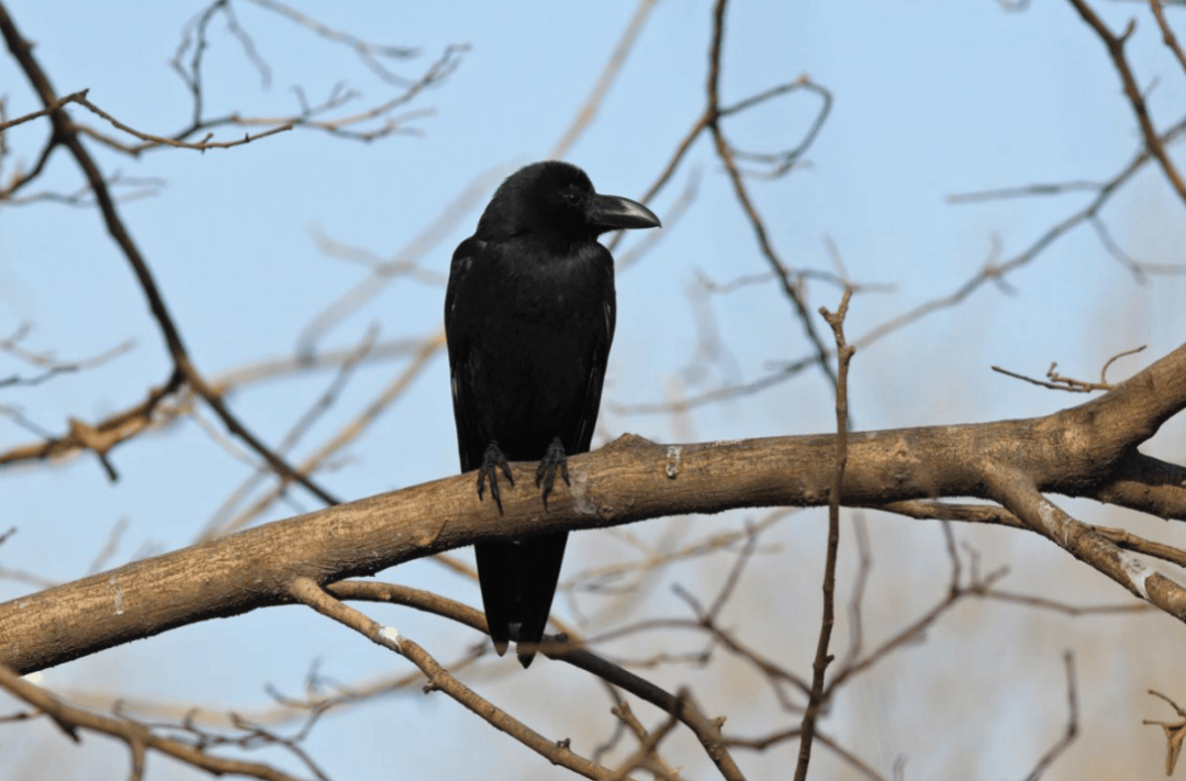 张瑜：我们所居住的北京，是亲近自然的最佳场所