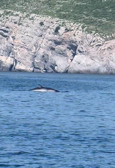 大连一男子海钓发现鲸鱼浮出水面，专家：近海出现鲸鱼是正常现象，或是在追逐鱼群