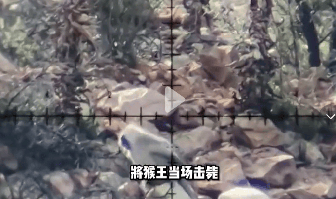 四川峨眉山“人猴大战，游客坠崖，猴王被射杀”？景区辟谣：多年前就在网络传播，没发生过这种事