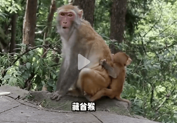 四川峨眉山“人猴大战，游客坠崖，猴王被射杀”？景区辟谣：多年前就在网络传播，没发生过这种事