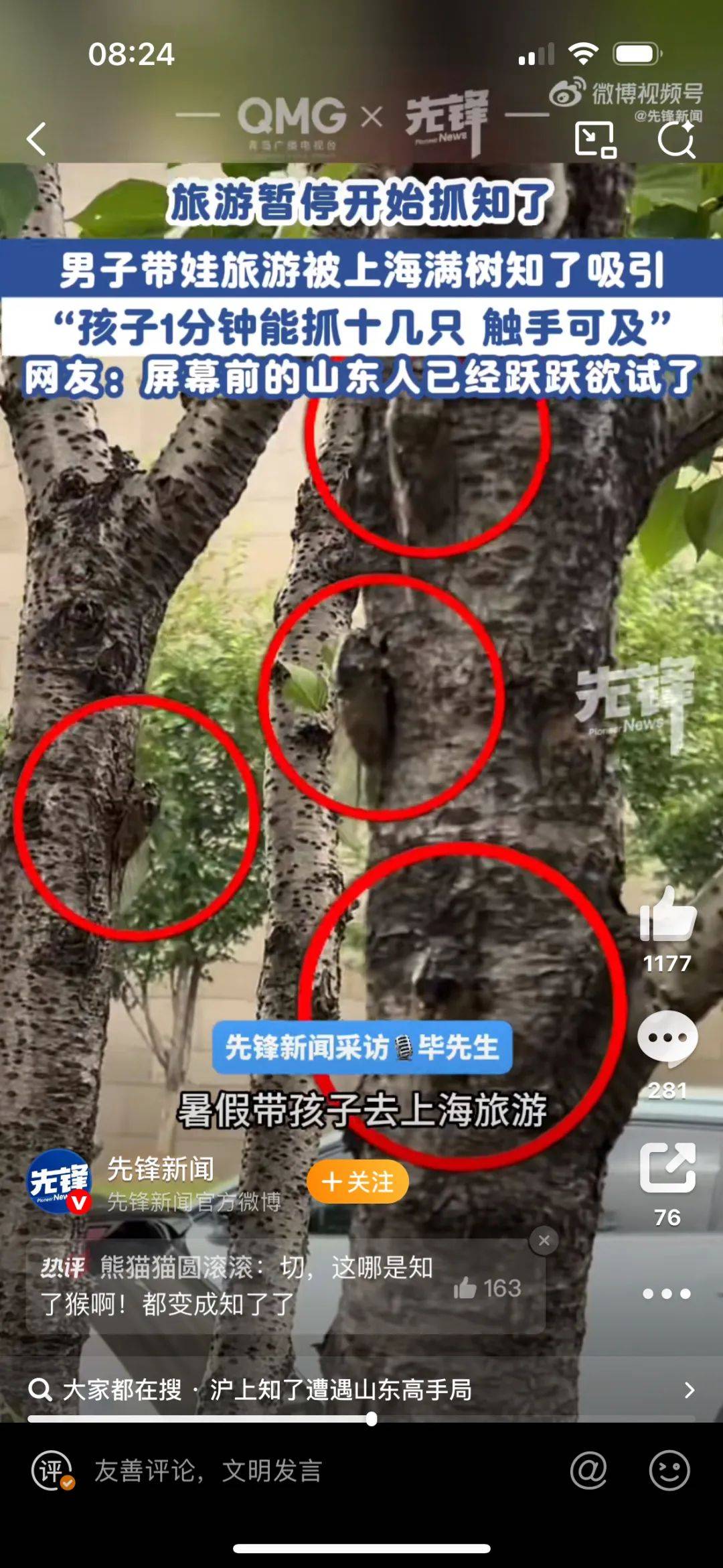 山东父子在上海抓知了降维打击，“孩子一分钟徒手抓了十几只”