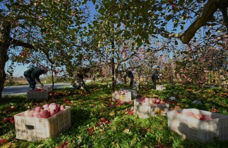 赵露思陷“假助农”风波后，陕西一村干部回应：确有企业进村收“冰雹果”，价格比正常果低