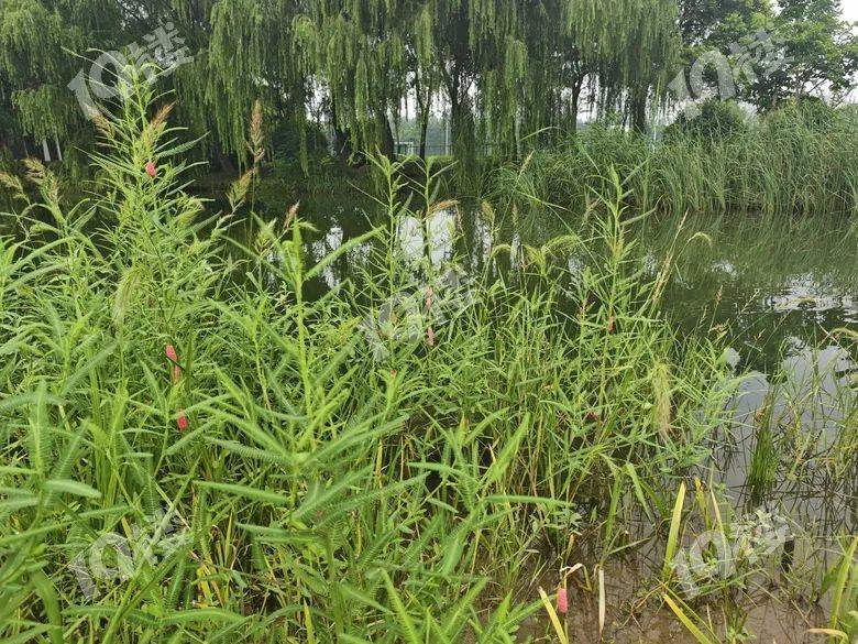 别吃！寄生虫多达6000条！浙江一地大量出现，看到立刻上报