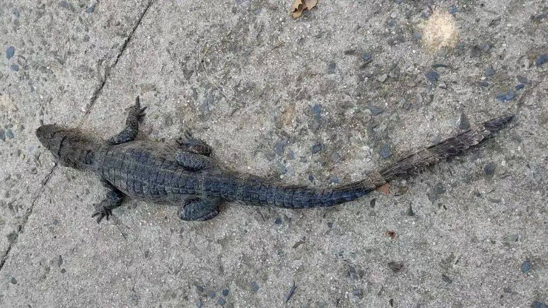 安徽一钓鱼佬钓到一条1米长20斤的“大鱼”，赶紧送到派出所，民警：放生！