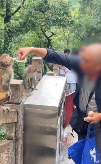 给黔灵山猕猴喂白酒、槟榔、棉花糖，整各种“花活”！这种“宠爱”引人反思