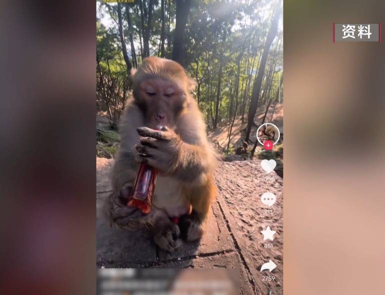 给黔灵山猕猴喂白酒、槟榔、棉花糖，整各种“花活”！这种“宠爱”引人反思