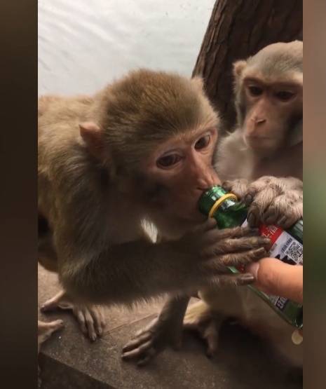 给黔灵山猕猴喂白酒、槟榔、棉花糖，整各种“花活”！这种“宠爱”引人反思