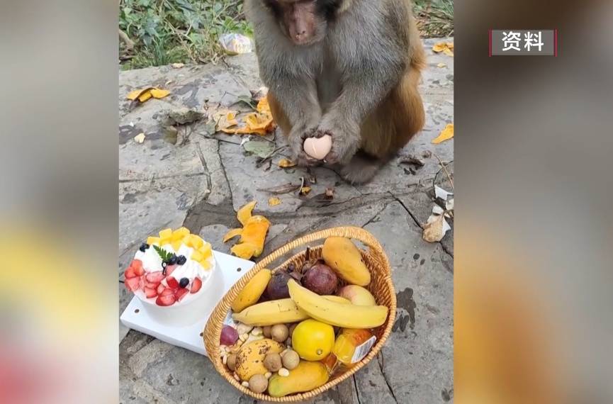 给黔灵山猕猴喂白酒、槟榔、棉花糖，整各种“花活”！这种“宠爱”引人反思