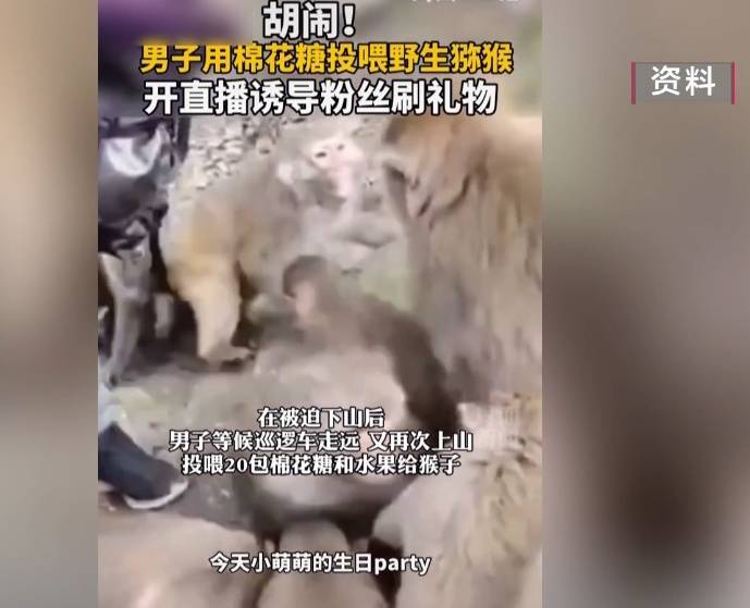 给黔灵山猕猴喂白酒、槟榔、棉花糖，整各种“花活”！这种“宠爱”引人反思