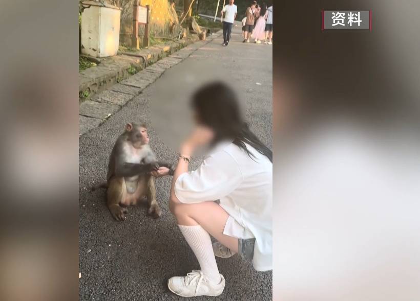 给黔灵山猕猴喂白酒、槟榔、棉花糖，整各种“花活”！这种“宠爱”引人反思