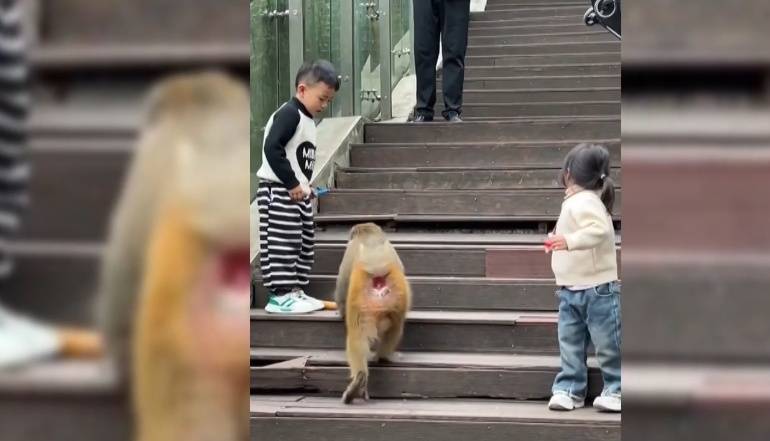 给黔灵山猕猴喂白酒、槟榔、棉花糖，整各种“花活”！这种“宠爱”引人反思