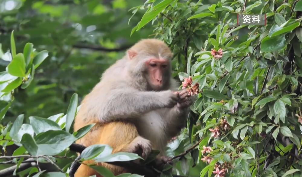 给黔灵山猕猴喂白酒、槟榔、棉花糖，整各种“花活”！这种“宠爱”引人反思