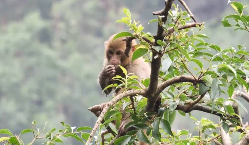 给黔灵山猕猴喂白酒、槟榔、棉花糖，整各种“花活”！这种“宠爱”引人反思