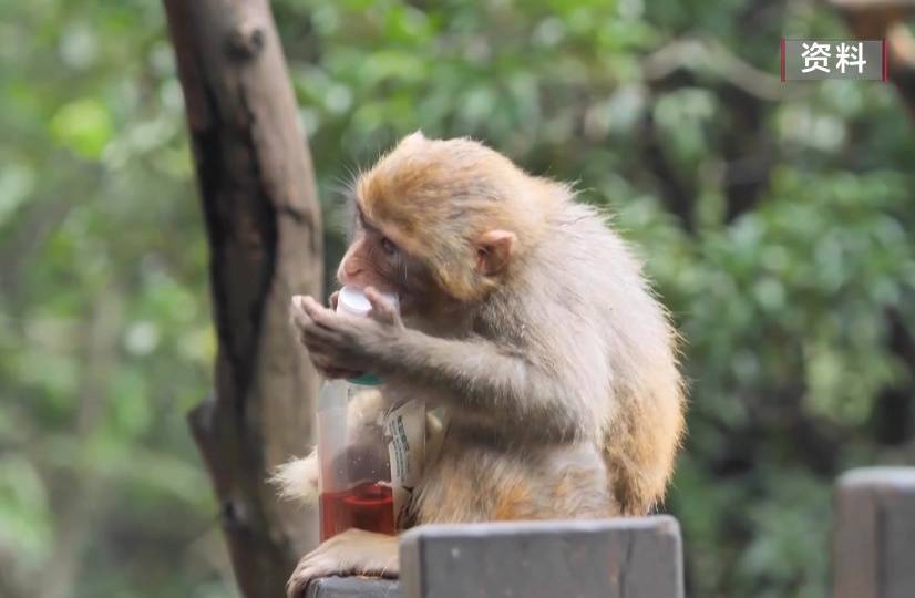 给黔灵山猕猴喂白酒、槟榔、棉花糖，整各种“花活”！这种“宠爱”引人反思