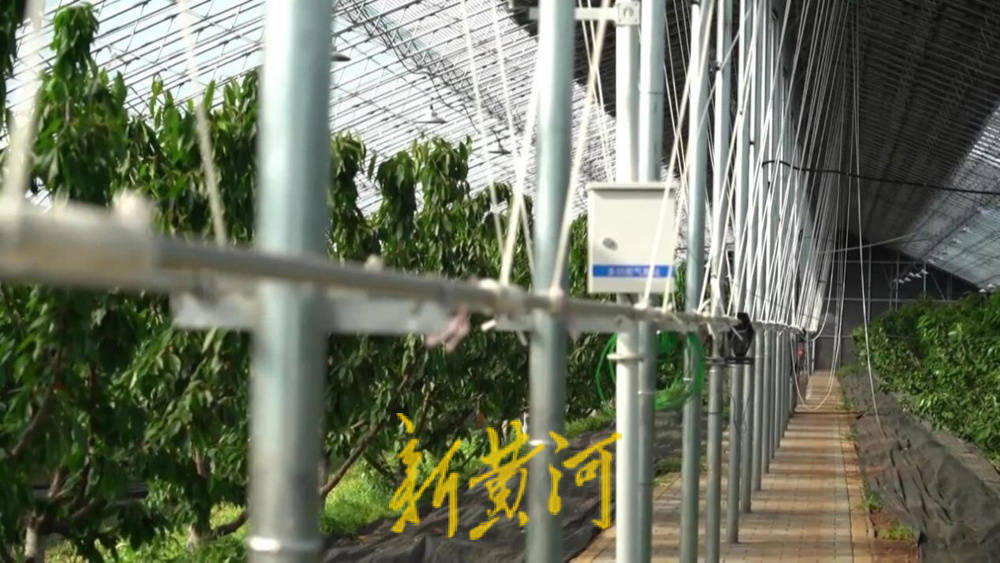 潍坊临朐：30.77 亿元！“红玛瑙”大樱桃何以成乡村振兴“甜蜜引擎”