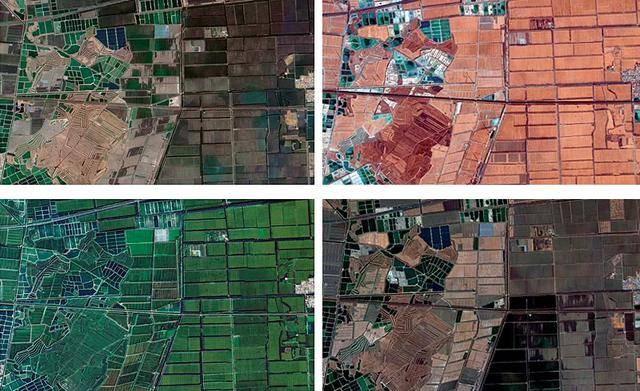 应付卫星执法，给屋顶盖绿布模仿农田