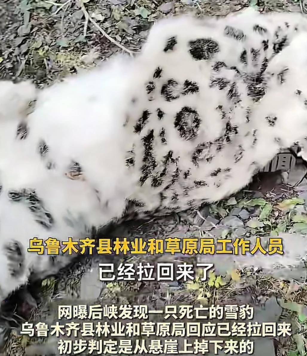 官方回应“乌鲁木齐天山后峡发现一只雪豹”：确认发现雪豹尸体，已处理完毕