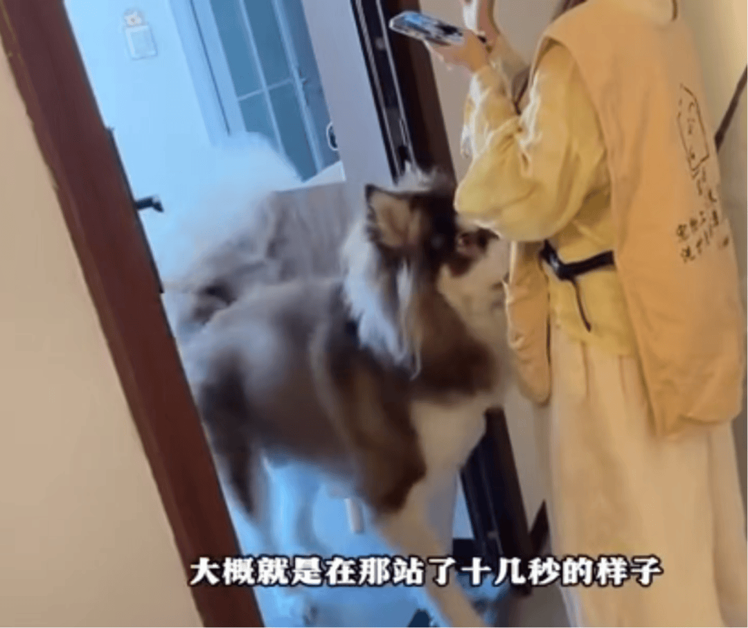 女子上门代喂被100多斤阿拉斯加犬咬伤毁容，牙槽骨和牙齿都被撕咬脱落，狗主人却称→