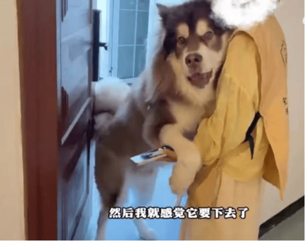 女子上门代喂被100多斤阿拉斯加犬咬伤毁容，牙槽骨和牙齿都被撕咬脱落，狗主人却称→