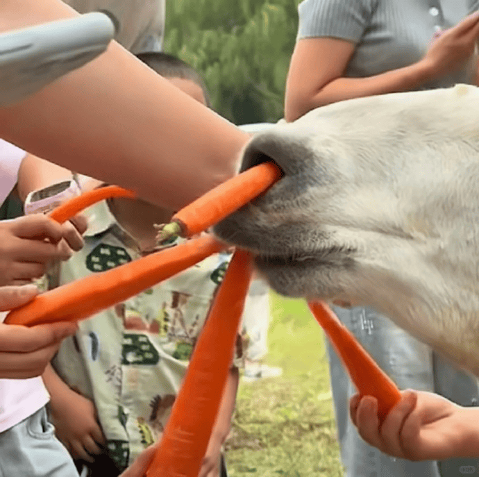 网友称南通一动物园羊驼被投喂吃撑倒地翻白眼，园方回应：确实是吃饱了，“不会撑死，旁边有饲养员在观察”