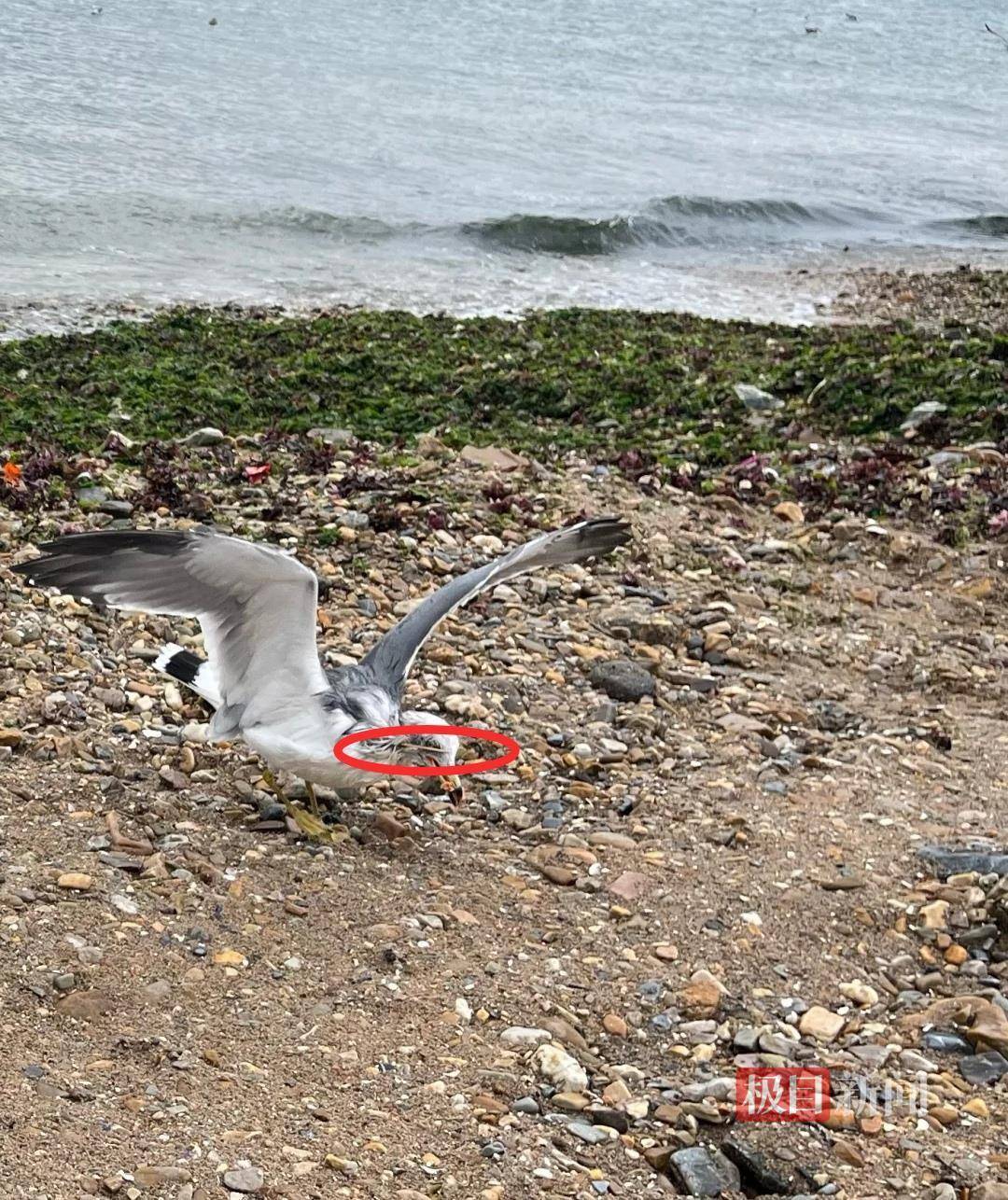 女子游大连接连看到两只海鸥被竹签穿身，呼吁游客不要用竹签插食投喂，当地回应